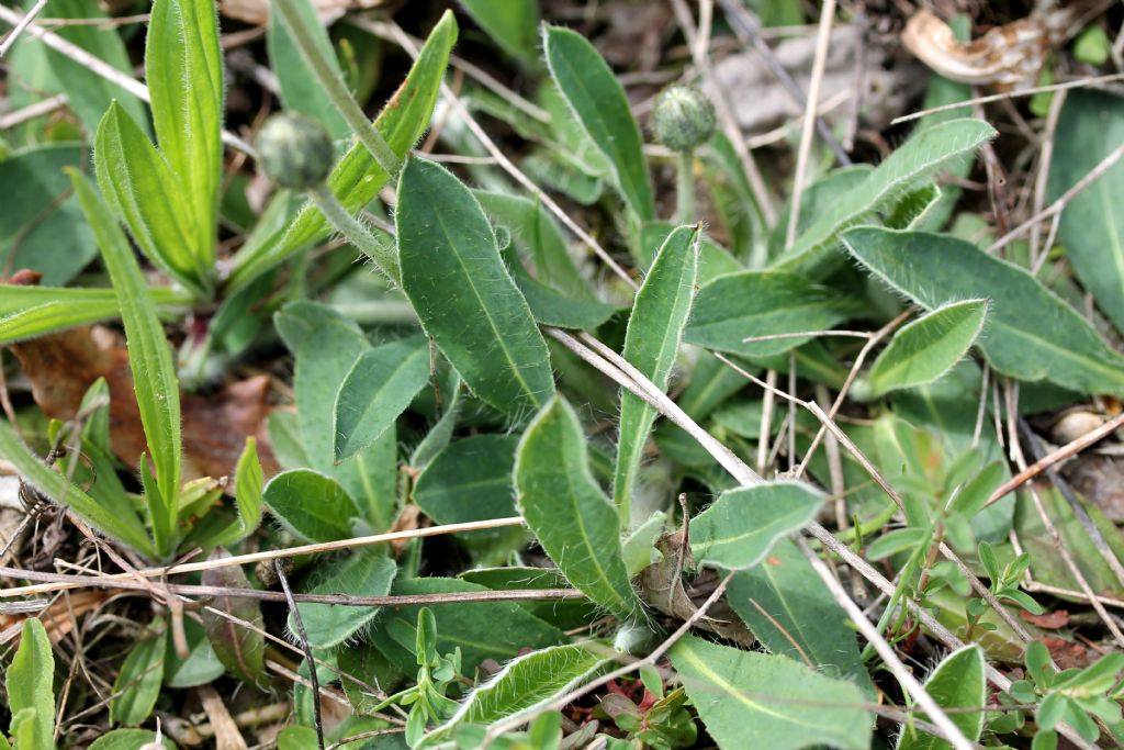 Pilosella officinarum?